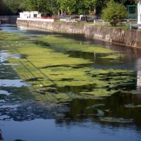 Ciudadanos denuncia que ninguna administración se quiere hacer cargo de la limpieza de los ríos en Gijón